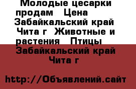 Молодые цесарки продам › Цена ­ 550 - Забайкальский край, Чита г. Животные и растения » Птицы   . Забайкальский край,Чита г.